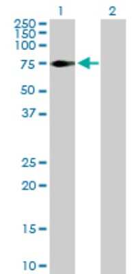 Western Blot: NEK3 Antibody [H00004752-D01P] - Analysis of NEK3 expression in transfected 293T cell line by NEK3 polyclonal antibody.Lane 1: NEK3 transfected lysate(57.70 KDa).Lane 2: Non-transfected lysate.