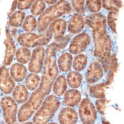 Immunohistochemistry-Paraffin: NEK6 Antibody (1V1X8) [NBP3-16215] - Immunohistochemistry of paraffin-embedded rat kidney using NEK6 Rabbit mAb (NBP3-16215) at dilution of 1:100 (40x lens).Perform microwave antigen retrieval with 10 mM Tris/EDTA buffer pH 9.0 before commencing with IHC staining protocol.