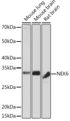 Western Blot: NEK6 Antibody (1V1X8) [NBP3-16215] - Western blot analysis of extracts of various cell lines, using NEK6 Rabbit mAb (NBP3-16215) at 1:1000 dilution. Secondary antibody: HRP Goat Anti-Rabbit IgG (H+L) at 1:10000 dilution. Lysates/proteins: 25ug per lane. Blocking buffer: 3% nonfat dry milk in TBST. Detection: ECL Basic Kit. Exposure time: 3min.