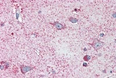 Immunohistochemistry-Paraffin: NEK6 Antibody [NBP3-14415] - Immunohistochemistry of formalin-fixed, paraffin-embedded human brain, cortex, after heat-induced antigen retrieval.
