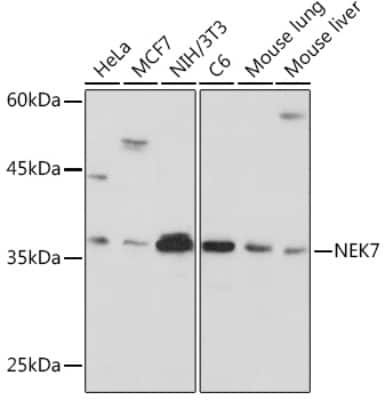 Western Blot: NEK7 Antibody (7Y3B10) [NBP3-15936] - Western blot analysis of extracts of various cell lines, using NEK7 Rabbit mAb (NBP3-15936) at 1:1000 dilution. Secondary antibody: HRP Goat Anti-Rabbit IgG (H+L) at 1:10000 dilution. Lysates/proteins: 25ug per lane. Blocking buffer: 3% nonfat dry milk in TBST. Detection: ECL Basic Kit. Exposure time: 30s.