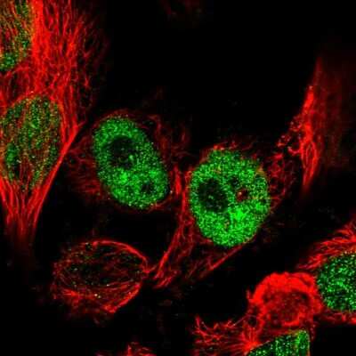 Immunocytochemistry/Immunofluorescence: NEK7 Antibody [NBP1-86444] - Staining of human cell line U-251 MG shows localization to nucleoplasm. Antibody staining is shown in green.