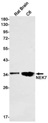 Western Blot: NEK7 Antibody (S04-7A1) [NBP3-19713] - Western blot detection of NEK7 in Rat Brain, C6 cell lysates using NBP3-19713 (1:1000 diluted). Predicted band size: 35kDa. Observed band size: 35kDa.