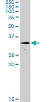 Western Blot: NEK7 Antibody [H00140609-B01P] - NEK7 MaxPab polyclonal antibody. Western Blot analysis of NEK7 expression in HeLa.