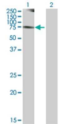 Western Blot: NEK8 Antibody [H00284086-B01P] - Analysis of NEK8 expression in transfected 293T cell line by NEK8 polyclonal antibody.  Lane 1: NEK8 transfected lysate(76.12 KDa). Lane 2: Non-transfected lysate.