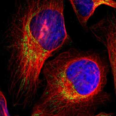 Immunocytochemistry/Immunofluorescence: NEK9 Antibody [NBP1-88007] - Staining of human cell line U-2 OS shows localization to mitochondria. Antibody staining is shown in green.