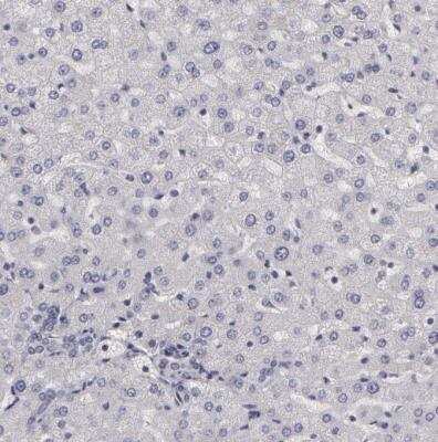 Immunohistochemistry-Paraffin: NEK9 Antibody [NBP1-88007] - Staining of human liver shows no positivity in hepatocytes as expected.