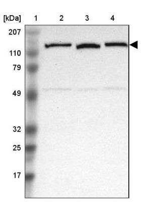 Western Blot NEK9 Antibody