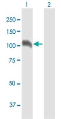 Western Blot: NELL1 Antibody [H00004745-B01P] - Analysis of NELL1 expression in transfected 293T cell line by NELL1 polyclonal antibody.  Lane 1: NELL1 transfected lysate(89.1 KDa). Lane 2: Non-transfected lysate.