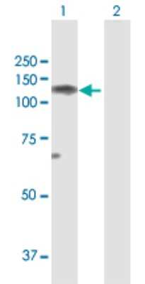 Western Blot: NELL1 Antibody [H00004745-D01P] - Analysis of NELL1 expression in transfected 293T cell line by NELL1 polyclonal antibody.Lane 1: NELL1 transfected lysate(89.60 KDa).Lane 2: Non-transfected lysate.