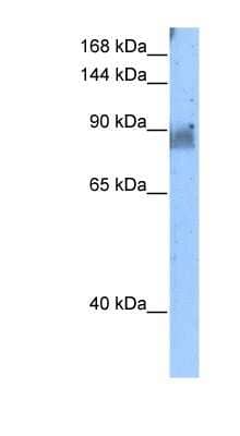 Western Blot NELL2 Antibody