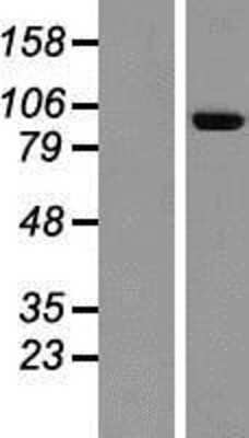 Western Blot NELL2 Overexpression Lysate