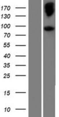 Western Blot NELL2 Overexpression Lysate