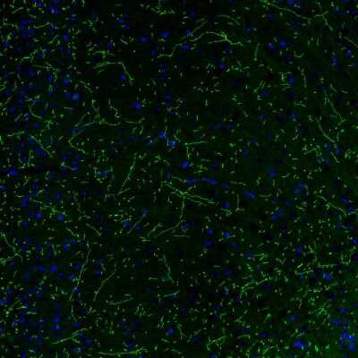 Immunohistochemistry: NET1 Antibody (CL3063) [NBP2-46648] - Staining of mouse brain shows strong positivity in noradrenergic fibers in the cerebral cortex.