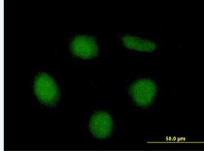 Immunocytochemistry/Immunofluorescence: NET1 Antibody [H00010276-B01P-50ug] - Purified MaxPab antibody to NET1 on HeLa cell. [antibody concentration 10 ug/ml]