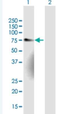 Western Blot: NET1 Antibody [H00010276-B01P-50ug] - Analysis of NET1 expression in transfected 293T cell line (H00010276-T01) by NET1 MaxPab polyclonal antibody.  Lane 1: NET1 transfected lysate(59.62 KDa). Lane 2: Non-transfected lysate.
