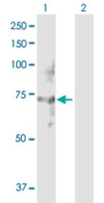 Western Blot: NET1 Antibody [H00010276-D01P] - Analysis of NET1 expression in transfected 293T cell line by NET1 polyclonal antibody.Lane 1: NET1 transfected lysate(61.90 KDa).Lane 2: Non-transfected lysate.