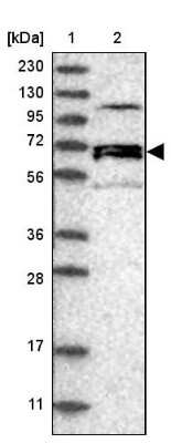 Western Blot: NET1 Antibody [NBP2-13653] - Lane 1: Marker  [kDa] 230, 130, 95, 72, 56, 36, 28, 17, 11.  Lane 2: Human cell line RT-380