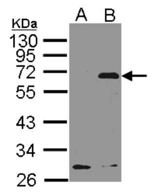 Western Blot: NET1 Antibody [NBP2-19514] - Western Blot analysis of NET1 expression in transfected 293T cell line by NET1 polyclonal antibody. A: Non-transfected lysate. B: NET1 transfected lysate. 12% SDS PAGE gel, diluted at 1:500.