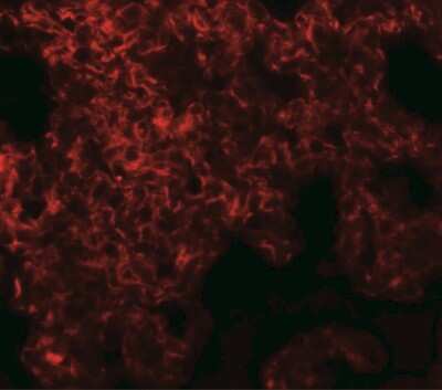 Immunocytochemistry/ Immunofluorescence NETO1 Antibody - BSA Free