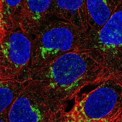Immunocytochemistry/Immunofluorescence: NETO1 Antibody [NBP2-56508] - Staining of human cell line RT4 shows localization to the Golgi apparatus.