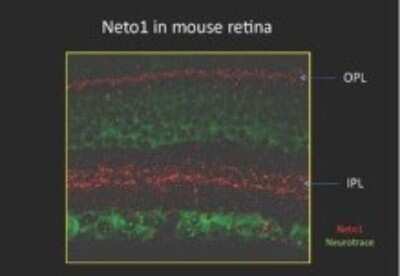 Immunohistochemistry-Paraffin: NETO1 Antibody [NBP1-69039] - Mice retinal neurons tissue.