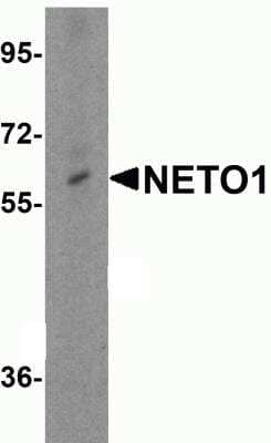 Western Blot NETO1 Antibody - BSA Free