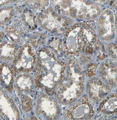 Immunohistochemistry-Paraffin: NETO2 Antibody [NBP1-84624] - Staining of human kidney shows moderate granular cytoplasmic positivity in cells in tubules.