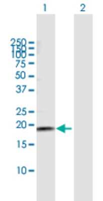 Western Blot: NETO2 Antibody [H00081831-B01P] - Analysis of NETO2 expression in transfected 293T cell line by NETO2 polyclonal antibody.  Lane 1: NETO2 transfected lysate(17.00 KDa). Lane 2: Non-transfected lysate.