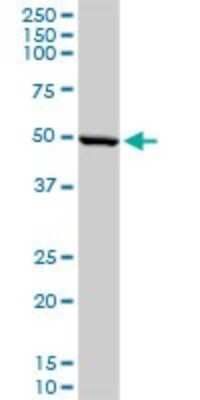 Western Blot: NETO2 Antibody [H00081831-D01P] - Analysis of NETO2 expression in human liver.