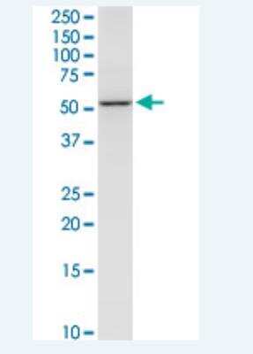 Western Blot: NEU-1/Sialidase-1 Antibody (3F9) [H00004758-M01-100ug] - NEU1 monoclonal antibody (M01), clone 3F9. Western Blot analysis of NEU1 expression in Raw 264.7.