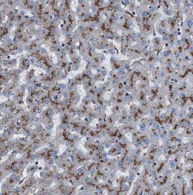 Immunohistochemistry-Paraffin: NEU-1/Sialidase-1 Antibody [NBP1-87755] - Staining of human liver shows moderate granular cytoplasmic positivity in hepatocytes.