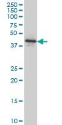 Western Blot: NEU2 Antibody (3B9) [H00004759-M03] - Analysis of NEU2 expression in human liver.