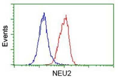 Flow Cytometry: NEU2 Antibody (4F4) [NBP2-00783] - Analysis of Hela cells, using anti-NEU2 antibody, (Red), compared to a nonspecific negative control antibody (Blue).