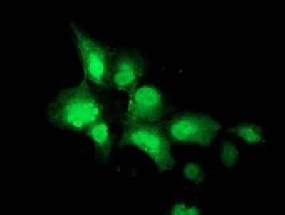 Immunocytochemistry/Immunofluorescence: NEU2 Antibody (4F4) [NBP2-00783] Staining of COS7 cells transiently transfected by pCMV6-ENTRY NEU2.