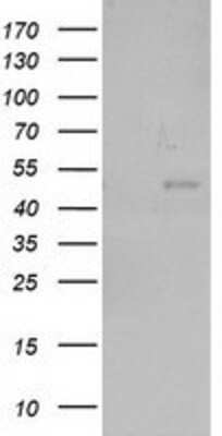 Western Blot NEU2 Antibody (OTI4F4)