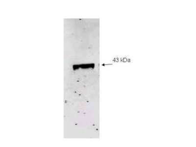 Western Blot: NEU2 Antibody [NBP2-21649] - Affinity Purified anti-Neu2 antibody to detect recombinant His tagged Neu-2.  Molecular weight marker indicates a single band of the expected MW. The blot was incubated with a 1:500 dilution of the antibody at room temperature for 1 h followed by detection using InfraRed Dye 800  labeled Goat-a-Rabbit IgG [H+L]  diluted 1:1000.  Other detection systems will yield similar results.