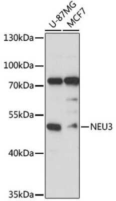 Western Blot NEU3 Antibody - Azide and BSA Free