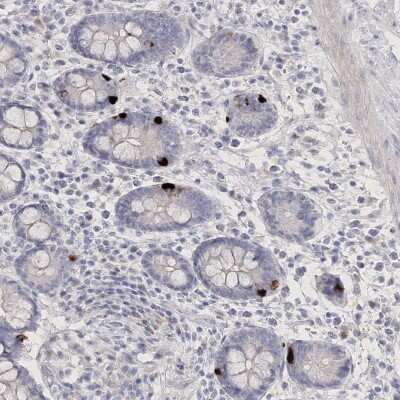 Immunohistochemistry NEU4 Antibody