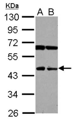 Western Blot NEU4 Antibody