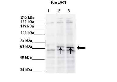 Western Blot: NEURL Antibody [NBP2-83265] - Sample Type: Lane 1: 5ug in vitro translation without DNA Lane 2: 5ug in vitro translation hNeur1-pcDNA3 Lane 3: 5ug in vitro translation rNeur1-pcDNA3 Primary Antibody Dilution:  1:1000 Secondary Antibody: Anti-rabbit-HRP Secondary Antibody Dilution:  1: