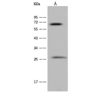 Western Blot: NEURL Antibody [NBP2-99299] - Anti-NEURL rabbit polyclonal antibody at 1:500 dilution. Lane A: MCF-7 Whole Cell Lysate Lysates/proteins at 30 ug per lane. Secondary Goat Anti-Rabbit IgG (H+L)/HRP at 1/10000 dilution. Developed using the ECL technique. Performed under reducing conditions. Predicted band size: 62 kDa