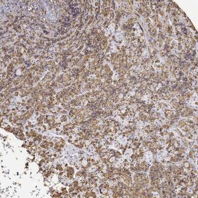 Immunohistochemistry-Paraffin NEUROD4 Antibody - BSA Free
