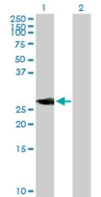 Western Blot: NEUROD4 Antibody [H00058158-B01P] - Analysis of NEUROD4 expression in transfected 293T cell line by NEUROD4 polyclonal antibody.  Lane 1: NEUROD4 transfected lysate(28.16 KDa). Lane 2: Non-transfected lysate.