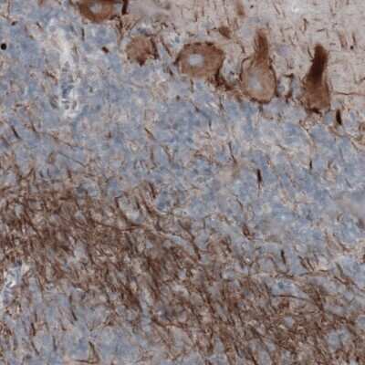 Immunohistochemistry: NF-H Antibody (2671) [NBP2-46615] - Staining of human cerebellum shows moderate immunoreactivity in Purkinje cells and neural fibers.