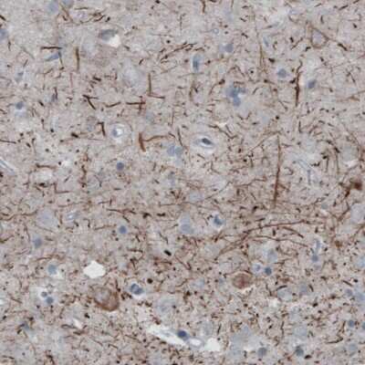 Immunohistochemistry: NF-H Antibody (2671) [NBP2-46615] - Staining of human cerebral cortex shows moderate positivity in neural fibers.