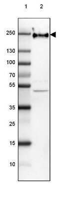 Western Blot: NF-H Antibody (2671) [NBP2-46615] - Lane 1: Marker [kDa] 250, 130, 100, 70, 55, 35, 25, 15, 10.  Lane 2: Human Cerebral Cortex tissue