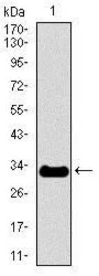Western Blot: NF-H Antibody (8H10) [NBP2-37443] - Western blot analysis using NEFH mAb against human NEFH recombinant protein. (Expected MW is 31.2 kDa)
