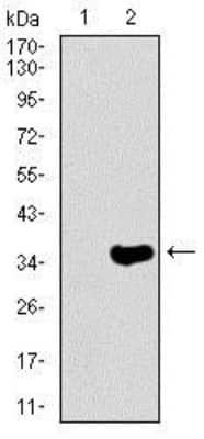 Western Blot: NF-H Antibody (8H10) [NBP2-37443] - Western blot analysis using NEFH mAb against HEK293 (1) and NEFH (AA: 968-1020)-hIgGFc transfected HEK293 (2) cell lysate.