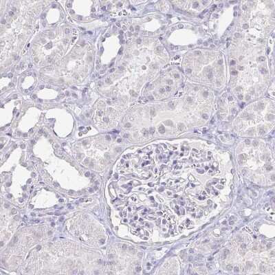 Immunohistochemistry-Paraffin: NF-H Antibody [NBP2-37984] - Staining of human kidney shows no positivity as expected.